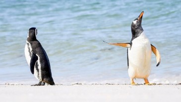 Antarktika’daki buz kırılmasında binlerce penguen öldü
