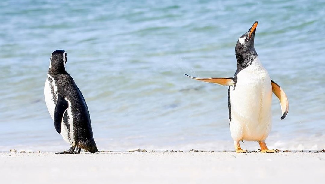 Antarktika’daki buz kırılmasında binlerce penguen öldü