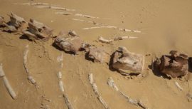 26 milyon yıllık keskin dişli balina türü Avustralya’da bulundu