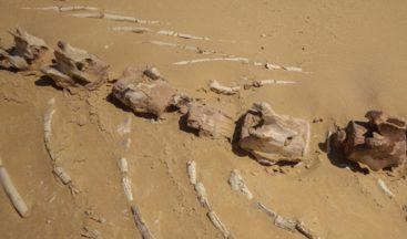 26 milyon yıllık keskin dişli balina türü Avustralya’da bulundu