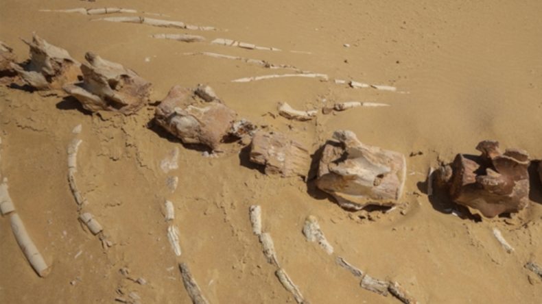 26 milyon yıllık keskin dişli balina türü Avustralya’da bulundu